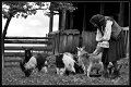 41 - Farm animals - GHEORGHE VASILE PETRILA - romania
